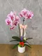B1-73│蘭花盆栽│新北市花店│蘆洲花店│榮升誌慶│喬遷之喜│開幕誌慶│過年送禮│訂花│送花