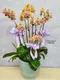 B1-61│蘭花盆栽│新北市花店│蘆洲花店│榮升誌慶│喬遷之喜│開幕誌慶│過年送禮│訂花│送花