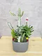 D2-8│多肉植物│新北市花店│蘆洲花店│送禮盆栽│訂花│送花