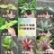 3吋植物盆栽/贈送精美緞帶/園藝/花園/綠生態/治癒/療癒/綠色植物/多種類/翠綠葉子/小盆栽/多肉植物