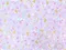 三麗鷗系列-小雙星獨角獸 (靛藍/紫/粉 3色)