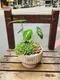 D2-4│多肉植物│新北市花店│蘆洲花店│送禮盆栽│訂花│送花