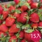天藍果園-大湖草莓(15顆)★含運組★預購中2月出貨