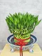 D1-6│送禮盆栽│新北市花店│蘆洲花店│開幕誌慶│新居落成│榮升誌慶│訂花│送花