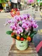 B1-8│蘭花盆栽│新北市花店│蘆洲花店│榮升誌慶│喬遷之喜│開幕誌慶│過年送禮│訂花│送花