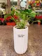 D1-23│送禮盆栽│新北市花店│蘆洲花店│開幕誌慶│新居落成│榮升誌慶│訂花│送花