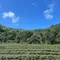【坪林青農】林奕慧-有機雪山烏龍(150克x2組/盒)(含運)