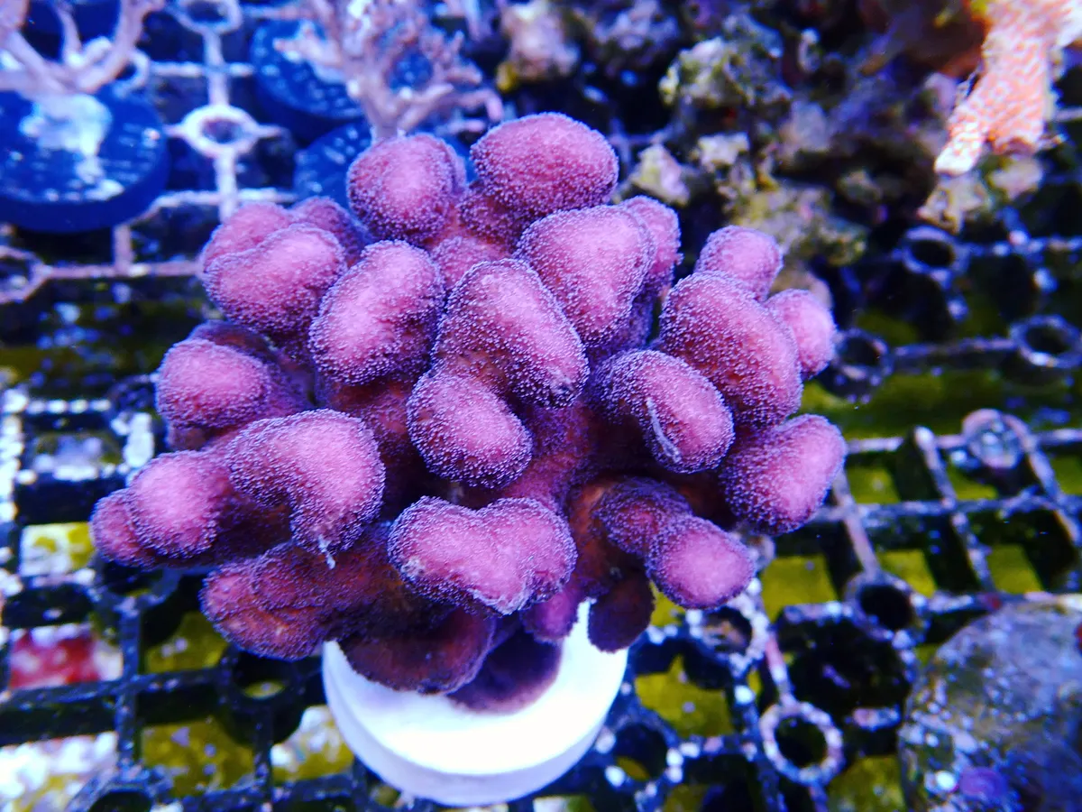 超大颗珊瑚189g、（65） ba789紅珊瑚- 石青