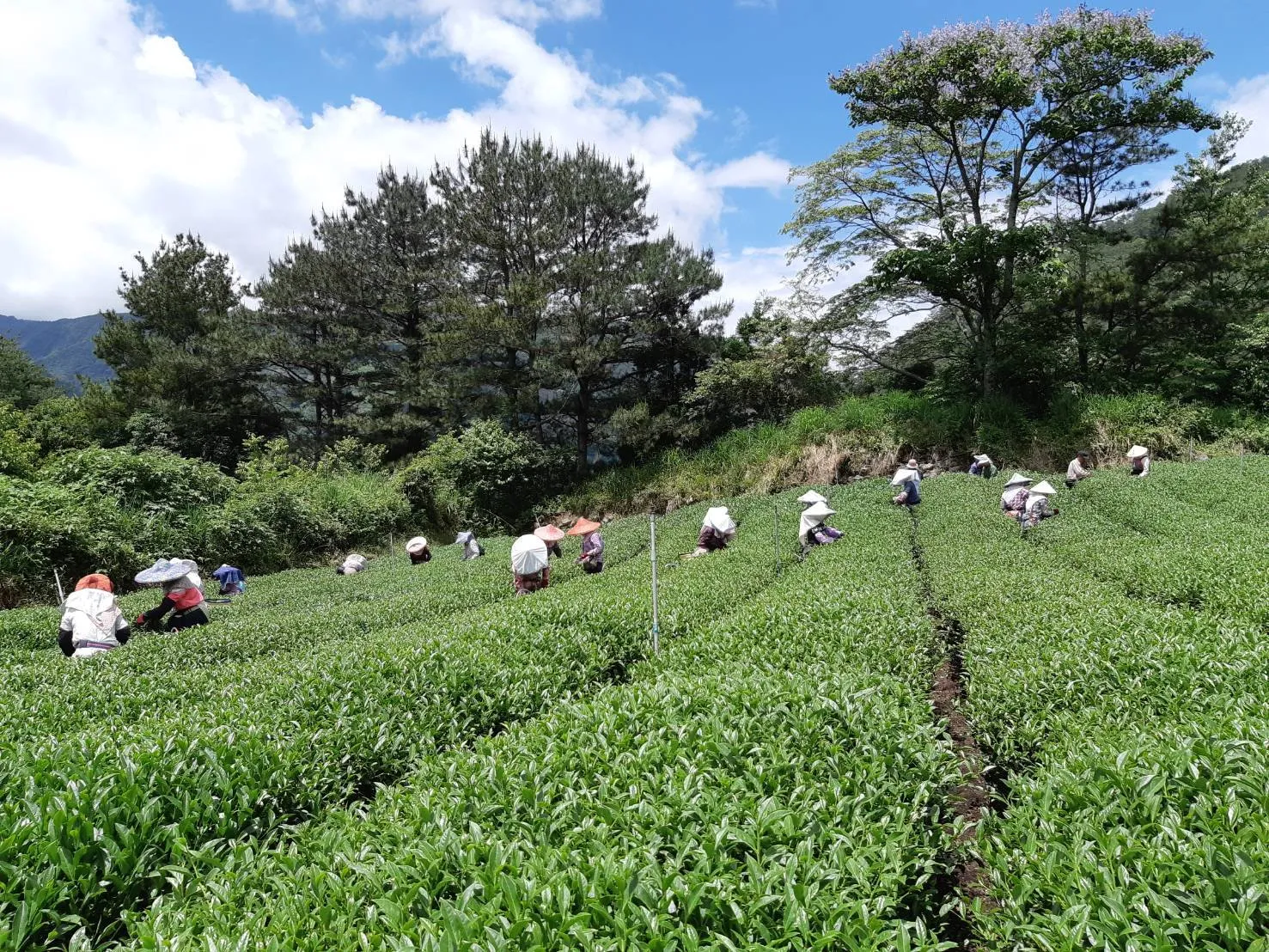 台灣茶區分布＆有機茶產區