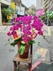 B1-1│蘭花盆栽│新北市花店│蘆洲花店│榮升誌慶│喬遷之喜│開幕誌慶│過年送禮│訂花│送花