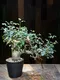 白皮亞種Commiphora kataf var. turkanensis