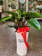 D1-7│送禮盆栽│新北市花店│蘆洲花店│開幕誌慶│新居落成│榮升誌慶│訂花│送花