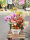 B1-21│蘭花盆栽│新北市花店│蘆洲花店│榮升誌慶│喬遷之喜│開幕誌慶│過年送禮│訂花│送花