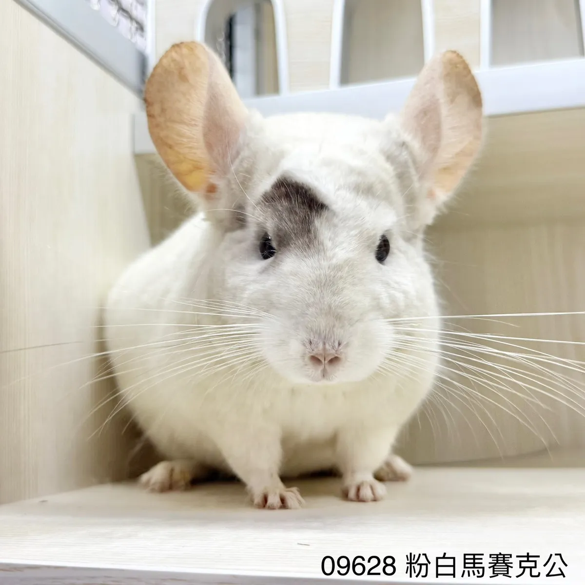 09628 粉白馬賽克
