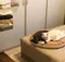 寵物商品／Gottagohome－貓用圓形麵包軟墊