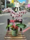 B1-26│蘭花盆栽│新北市花店│蘆洲花店│榮升誌慶│喬遷之喜│開幕誌慶│過年送禮│訂花│送花