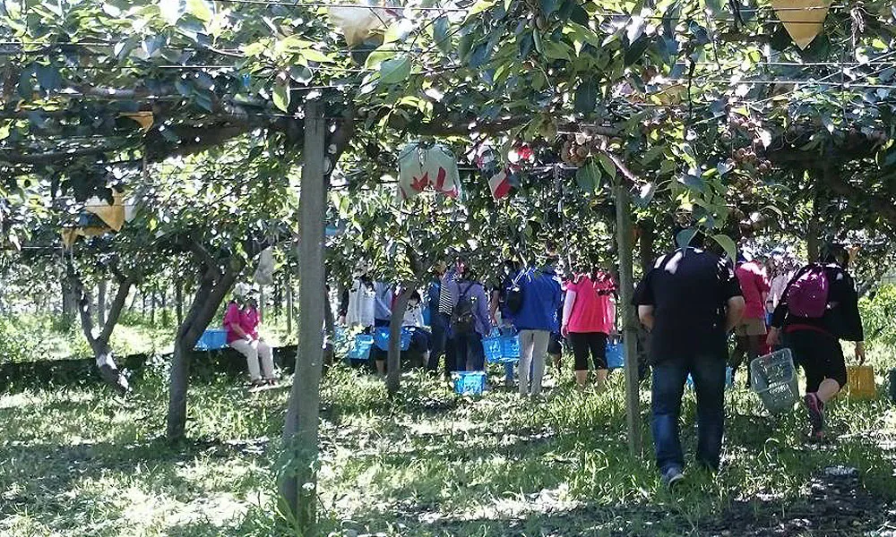 星購網 鄉野農園 新鮮水梨宅配到家