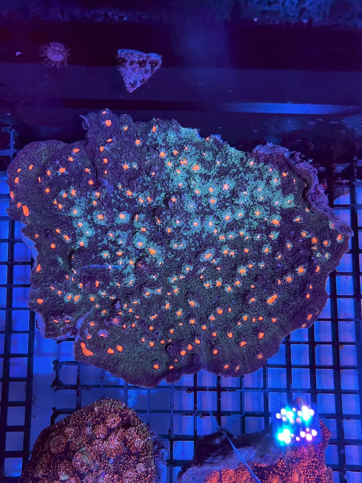 藍箱水族