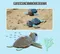 EUGY 3D紙板拼圖-海龜