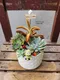D2-7│多肉植物│新北市花店│蘆洲花店│送禮盆栽│訂花│送花