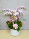 B1-34│蘭花盆栽│新北市花店│蘆洲花店│榮升誌慶│喬遷之喜│開幕誌慶│過年送禮│訂花│送花