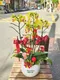B1-5│蘭花盆栽│新北市花店│蘆洲花店│榮升誌慶│喬遷之喜│開幕誌慶│過年送禮│訂花│送花
