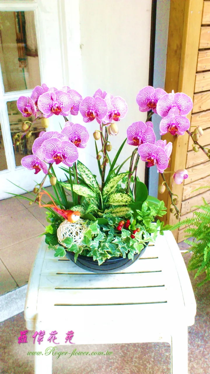 R1102造型蘭花組 桌上型 花店 宅配送花