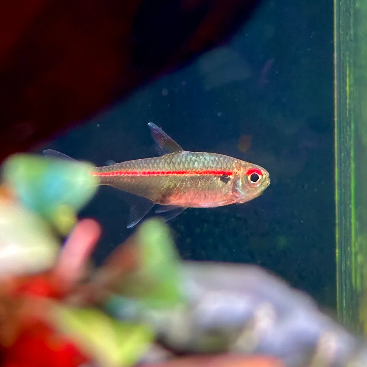 【雞籠魚仔舖】赤目赤線燈