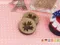 A1261 楓葉圖案鈕扣  (Maple Button)