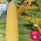 天藍果園-無毒-大金蜜水果玉米(５台斤)★含運組★