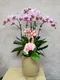 B1-48│蘭花盆栽│新北市花店│蘆洲花店│榮升誌慶│喬遷之喜│開幕誌慶│過年送禮│訂花│送花