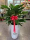 D1-7│送禮盆栽│新北市花店│蘆洲花店│開幕誌慶│新居落成│榮升誌慶│訂花│送花
