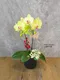 B1-72│蘭花盆栽│新北市花店│蘆洲花店│榮升誌慶│喬遷之喜│開幕誌慶│過年送禮│訂花│送花