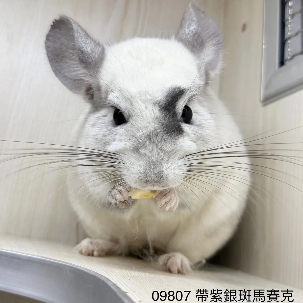 09807 帶紫銀斑馬賽克公
