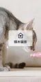 貓旅,貓旅館,貓,貓 旅館,貓旅館 台北,貓領養