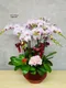 B1-30│蘭花盆栽│新北市花店│蘆洲花店│榮升誌慶│喬遷之喜│開幕誌慶│過年送禮│訂花│送花