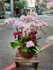 B1-30│蘭花盆栽│新北市花店│蘆洲花店│榮升誌慶│喬遷之喜│開幕誌慶│過年送禮│訂花│送花