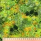 【Lauren Wan 設計師｜網購獨家】Sunlit Garden 暖陽花落系列：光影印象花海・質感印花布 (棉布/2色)