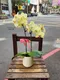 B1-50│蘭花盆栽│新北市花店│蘆洲花店│榮升誌慶│喬遷之喜│開幕誌慶│過年送禮│訂花│送花