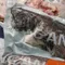 【永安區漁會】鑽石斑三去三清-條凍(700克/尾)(含運)