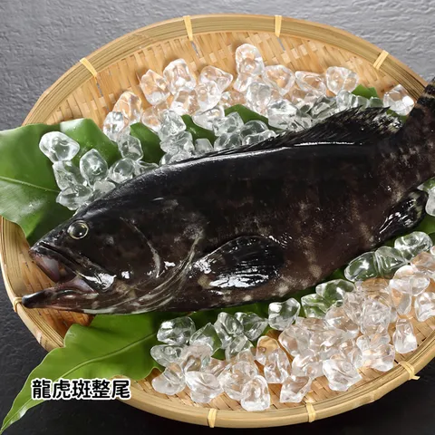 梓官區漁會】*預購*極鮮龍虎斑與石斑組(整尾/清肉/骰子)(含運)