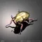 [7月預購] 生物大圖鑑 白金甲蟲與彩虹鍬形蟲 展示架套組 扭蛋 轉蛋 全5種 一套販售 金龜子 彩虹鍬形蟲 展示套組