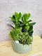 D2-15│多肉植物│新北市花店│蘆洲花店│送禮盆栽│訂花│送花
