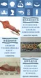 船內急速活凍中卷(透抽)(單隻裝/200g-250g/包)【北海漁鋪】