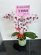 B1-26│蘭花盆栽│新北市花店│蘆洲花店│榮升誌慶│喬遷之喜│開幕誌慶│過年送禮│訂花│送花