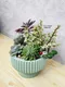 D2-2│多肉植物│新北市花店│蘆洲花店│送禮盆栽│訂花│送花