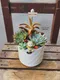 D2-7│多肉植物│新北市花店│蘆洲花店│送禮盆栽│訂花│送花