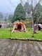[ 二手裝備專區 ]  Snow peak 圓弧別墅帳 TP-750