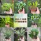 3吋植物盆栽/贈送精美緞帶/園藝/花園/綠生態/治癒/療癒/綠色植物/多種類/翠綠葉子/小盆栽/多肉植物