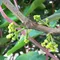 【里港青農】王冠捷-*預購*黑糖芭比蓮霧禮盒(5斤/盒)(含運)